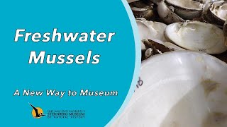 Freshwater Mussels | A New Way to Museum