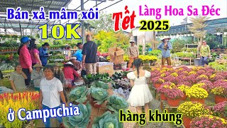 Làng Hoa Sa Đéc 2025 đại hạ giá cúc mâm xôi Hàn Quốc 10k mua không kịp bán - Gặp chị gái ở Campuchia