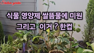 #샬롬정원 #식물영양제 #쌀뜸물#실내가드닝 #겨울