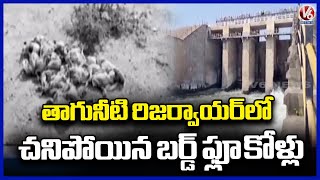 Hundreds Of Bird Flu Birds In Akkampalli Reservoir | Devarakonda RDO Ramana Reddy | V6 News