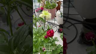 【HD動画】2025年1月1日  冬の花が咲いています。 #flowers #garden #癒し#自然 #naturelovers #薔薇は美しく散る #ばらの花 #rosegarden