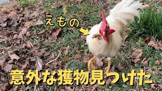 意外な食べ物を美味しそうに食べるニワトリ【ニワトリ飼育】　#70