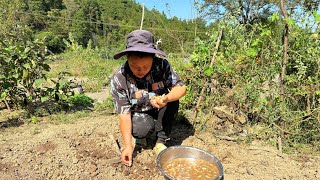 今天欧妹种了很多大蒜，干活饿了直接炒一锅辣椒做下饭菜 Today I planted garlic and had delicious chili peppers