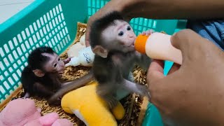 Routine every midnight to give milk to the beloved monkey baby 😍🥰😘