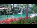 宮崎の河原キャンプ場（仁淀川）仁淀ブルーと彼岸花【4k】