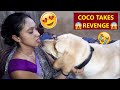 COCO GONE CRAZY ! COCO WATCHES, AS MUM CUDDLES OTHER DOGGOS  COCO GETS JEALOUS | WATCH TILL THE END🤣