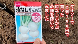 ダイソーで2個100円で買った時なし小かぶの種を蒔いてみました！