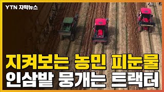 [자막뉴스] 짓이겨지는 인삼들...지켜보는 농민 '피눈물' / YTN