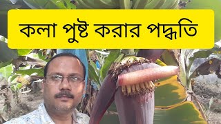 কলা পুষ্ট করার পদ্ধতি || Banana bunch management || sale g9,red banana  9831278760