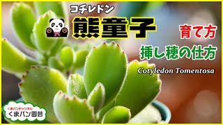 【多肉植物】熊童子の話・育て方・挿し穂のやり方【くまパン園芸】