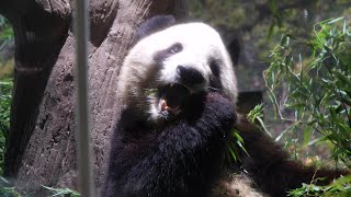 [4K] つぶらな瞳で可愛く夕食シャオシャオ🐼😀 / Ueno Pandas / 上野動物園パンダファミリー