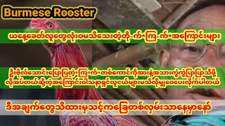 *ကြ*က်*တစ်ကောင်မှာအားနဲ့အသားကွဲကွဲပြာပြာသိအောင်အရင်လုပ်ကျပါဒါမှ အောင်မြင်မူတွရလိမ့်မယ်ညီကိုတို