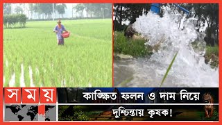 আমন ধানের ন্যায্যমূল্য নিশ্চিতে সরকারের হস্তক্ষেপ দাবি! | Rice Price | Fertilizer | Farmers |SomoyTV