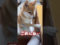 うんこはトイレでするんだよ💩 shorts 犬と猫 dogandcat