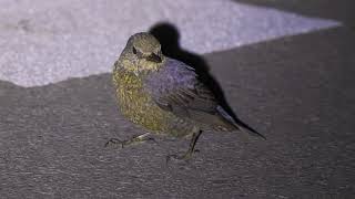 イソヒヨドリ　幼鳥　Blue rock thrush　宮古島