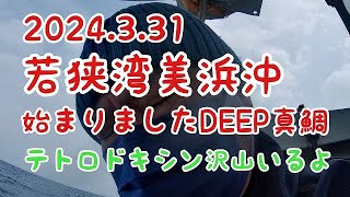 若狭湾美浜沖DEEP真鯛始まりましたが、テトロドトキシン沢山いるよ