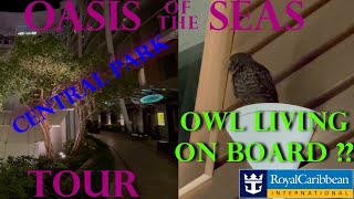 Oasis of the seas Central Park Tour at night!! and Owl spotting!!