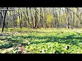 Beautiful Calm Your Mind With Beautiful Relaxing music Beautiful Nature For Stress Relief 4K Video