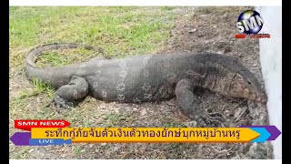 (SMN NEWS สุพรรณบุรี)  สุดระทึกเจ้าหน้าที่กู้ภัยจับ  ตัวเงินตัวทองยักษ์บุกหมู่บ้านหรู