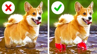 Wow! Useful Gadgets, Toys And Hacks For Smart Pet Owners