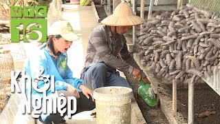 Nuôi ấu trùng ruồi lính đen: Cả nhà khiếp sợ | Khởi nghiệp 673 | VTC16