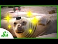 6 Ways to Accessorize Animals for the Sake of Science