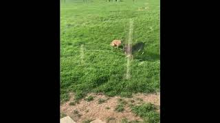 Best Dog Tie Out Summer 2020 - Heavy Duty Dog Tie out -  Tie Out for Two Dogs - Raw Video Footage