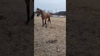 Wild Horse Mare revolutionizing young foals future stallions  Horses #Shorts #3182