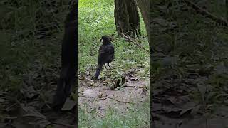 Blue whistling thrush #Blue whistling thrush