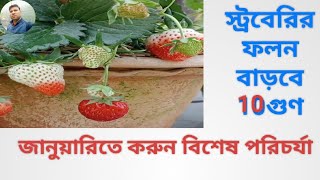 স্ট্রবেরির ফলন বাড়বে দশ গুণ#ব্যবহার করুন এইসব#জানুয়ারি মাসে কয়েকটি টিপস#easy strawberry#