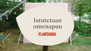 Istutetaan omenapuu