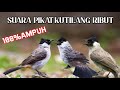 SUARA PIKAT KUTILANG RIBUT ANTI ZONK DIJAMIN AMPUH