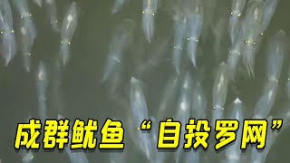 魷魚遇燈光會自投羅網，一個晚上幾百斤入網，運氣真好【漁小仙】