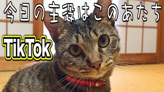 元野良猫テト大流行のTikTokにチャレンジしました Kitten Cat Japanese traditional house