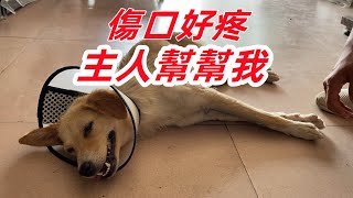 農舍秋田犬再次行凶！把老實的狗狗咬的遍體鱗傷，緊急就醫處理