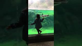 よこはま動物園ズーラシアのペンギンと遊ぶ少女