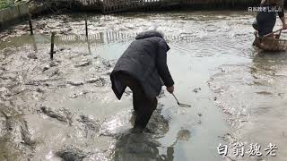 Chinese old farmers catch fish in the wild, a lot of red fish