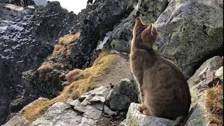 Domestic Cat Chilling at the Top 2,500-meter-high Rysy mountain