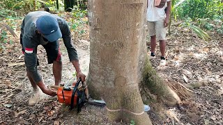 Falls perfectly. Cuts towering Albasia trees. Stihl MS 382 chainsaw