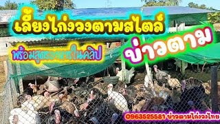 การเลี้ยง #ไก่งวง สไตล์บ่าวตามไก่งวงไทย กับอาหาร สายพันธุ์ และการจัดการ ง่ายๆ