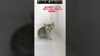 ハンディのある子猫ちゃんマンチカン😿　里親譲渡　アゴはネコ