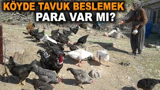 Köyde Tavuk Beslemek! Tavukçulukta Para Var mı? Köy Yaşamı ve Tavuklar...