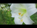 日比谷公園散策【 アジサイ ＆ ユリ 】｜hibiya park hydrangea u0026 lilies