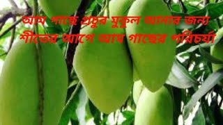 আম গাছে প্রচুর মুকুল আনার জন্য শীতের আগেই গাছের পরিচর্যা