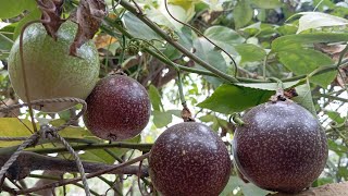 How to Grow Organic Passion Fruit | বিদেশী জাতের প্যাশন বা ট্যাংক ফল | Tank Fruit Harvesting