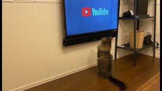 猫用動画にハマったようです。【短足マンチカン】