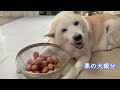 【敬老の日】自分が主役の日だと分かるのか全力フルパワーで母に甘える柴犬