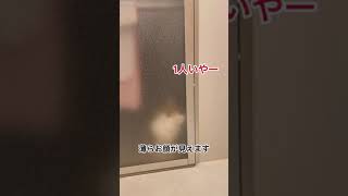 サイベリアンの子猫が寂しくてお風呂場に潜入#shorts