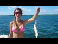 little yellowtail snapper in the bahamas