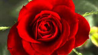 Rosas Chords By Freddie Aguilar Chordu